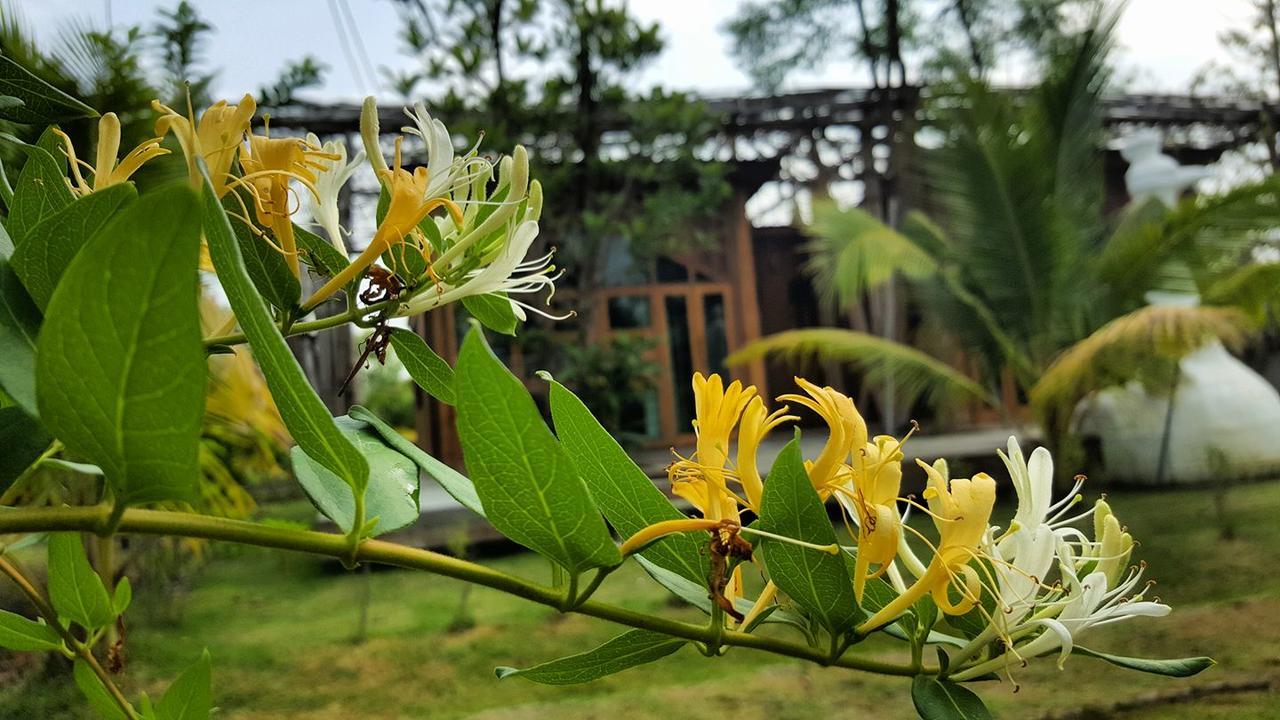 Baangaimuan Bed and Breakfast Lamphun Buitenkant foto