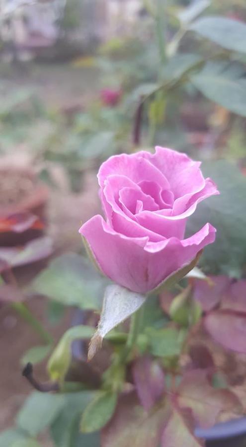 Baangaimuan Bed and Breakfast Lamphun Buitenkant foto
